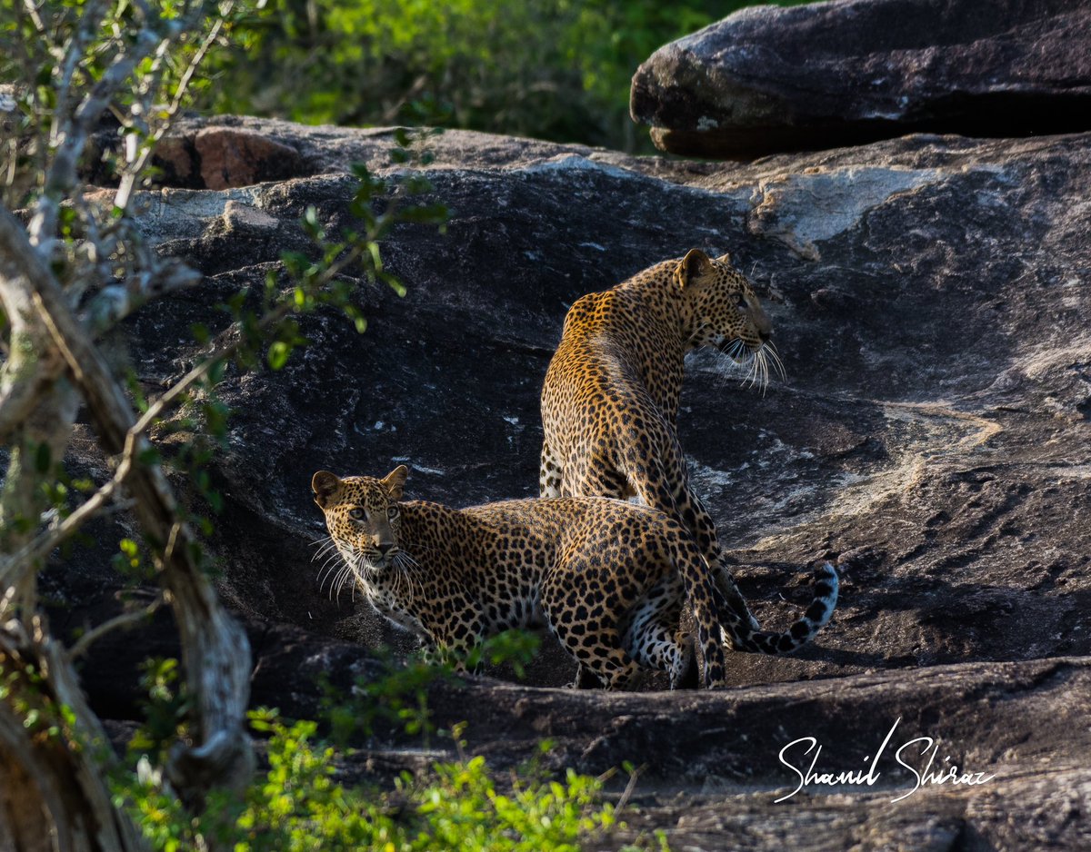 Shamil_Shiraz's tweet photo. Weekends spent watching Leopards at Yala National Park, Sri Lanka….. island life
#leopards #leopardsofinstagram #bigcats #cats #spottedcat #srilanka🇱🇰 #yalanationalpark #yala #leopardsofyala #nikonwildlifephotography https://t.co/GQuXN4XX7r