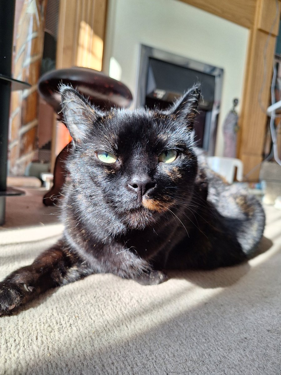 Jfayepaints's tweet photo. how absolutely stunning is she ☺️  ..don't mess with her tho (see 2nd pic😅) #catsoftwitter https://t.co/tViX5vfJGo