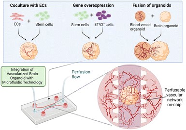 🕰️ Time for a weekend review! #OrganOnAChip

Scientists elaborate on different strategies to improve the vascularized human #BrainOrganoid microenvironment using #microfluidic devices. 

Full article in <a href="/LabonaChip/">Lab on a Chip</a>: 
📖 rsc.li/43c8jx7