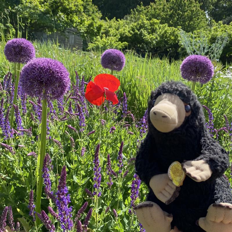 Lost: A little niffler lost on may the 24th on... | Richelieu, France | posts.whiteboomerang.com/lostteddy/msg/… #LostTeddy