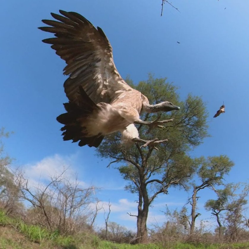 Lindyt18's tweet photo. For the love of #vultures ππΏπ
A beautiful White-backed Vulture with landing gear ready, coming down to a carcass in #Mozambique.
#joy #lunchtime
#birdsofpreyprogramme @TheEWT #criticallyendangered
https://t.co/ttiiHrLL92
πΈ Β© @JoTaylorWild /@KaringaniMoz https://t.co/ilNKcM9257