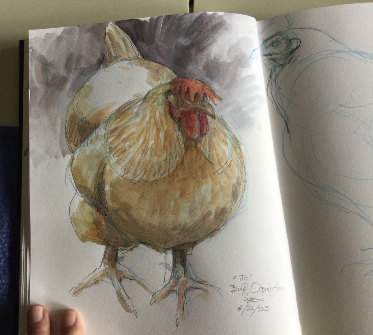 Sketched a friend’s buff Orpington hens. Gentle, fluffy ladies.