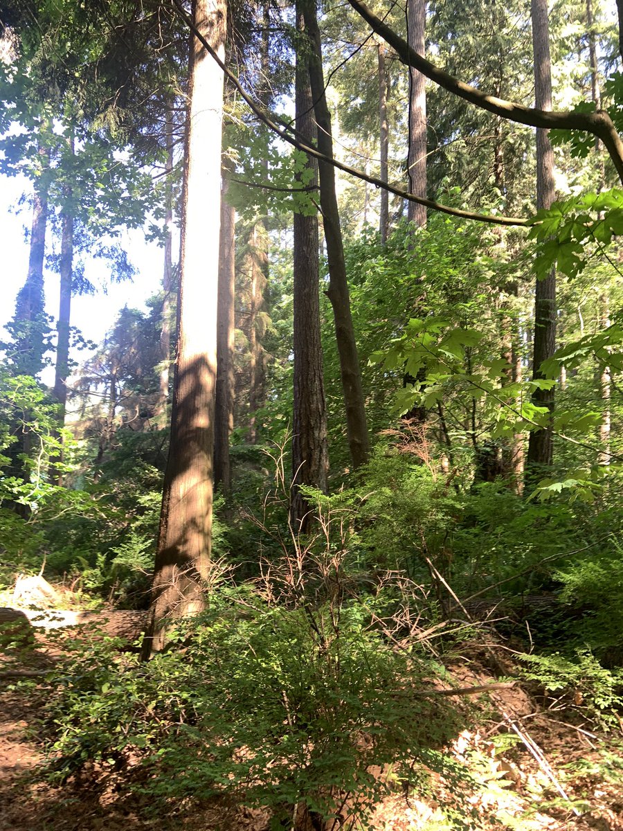 celesta_brenda's tweet image. Nature walk this morning with BC Teacher’s Federation Aboriginal Education Advisory Committee and Provincial Specialist Association groups #BCTF