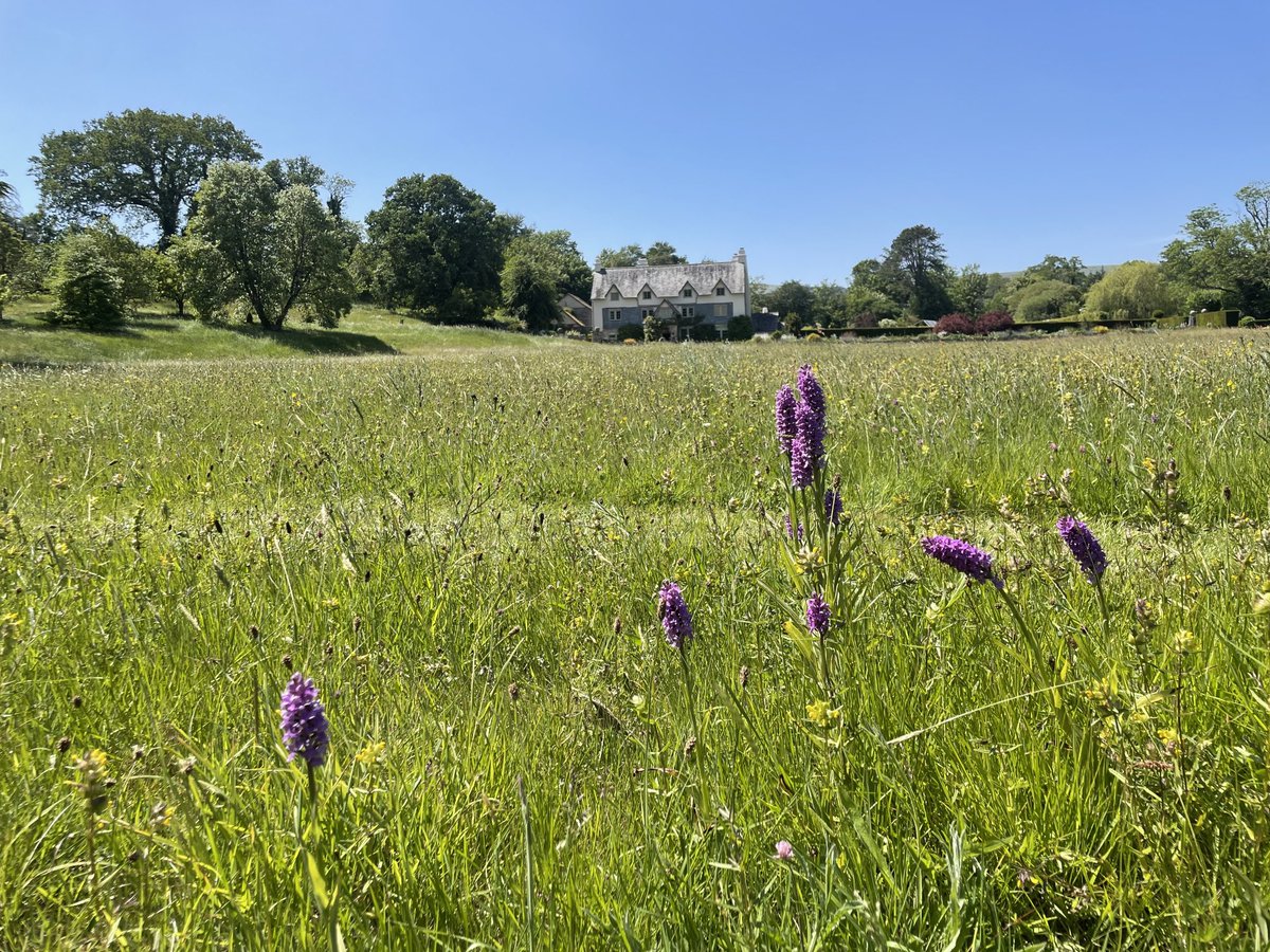 ShaunKiddell's tweet photo. Beautiful afternoon visiting my Devon neighbour’s meadows. Many thanks to @MoorMeadows for organising. #helpingnaturethrive https://t.co/ZNppgNCwEe