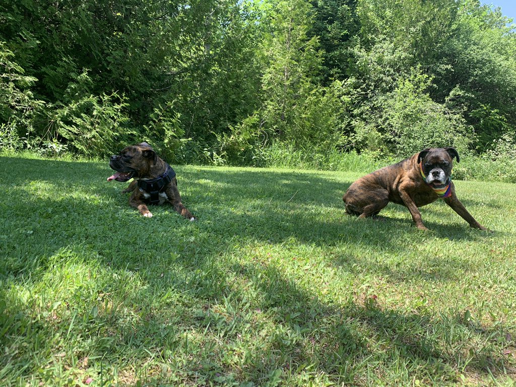 firestormtitch's tweet photo. Dog  life . https://t.co/bU2iYz4luW
