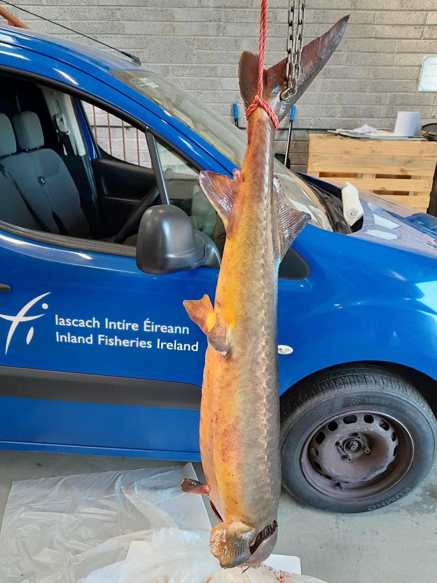 Pádraic Fogarty tweet media