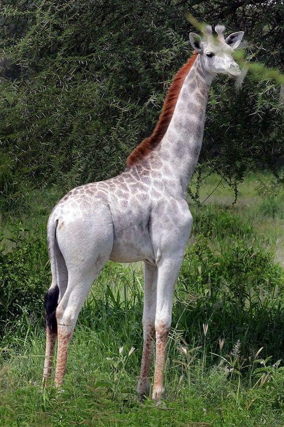 citrusfruit19's tweet photo. This rare 'white' giraffe named Omo was first sighted in 2015 in Tarangire National Park in Tanzania 🇹🇿 🌳🌿🦒 https://t.co/bS4p7OpTpY