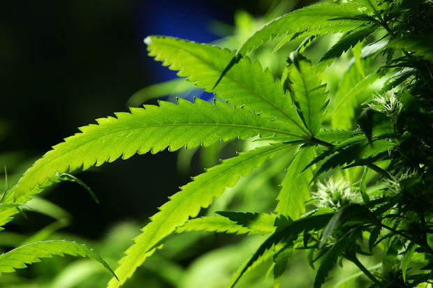 Minnesotans can grow marijuana at home later this summer 

cbsnews.com/minnesota/news… #MME  #marijuana #cannabis #Minnesota