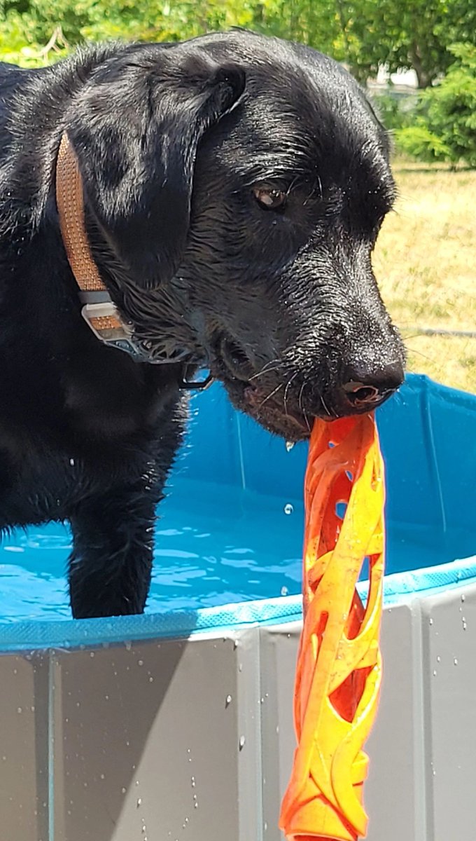 K9 Jubel takes a needed break from water leak detection this week and enjoys his pool and campfire. 
#k9Jubel #detectiondog