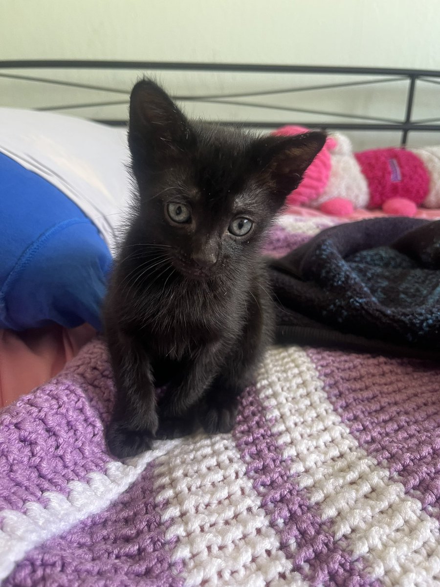 _liaxv's tweet photo. :3😄🐈‍⬛��� https://t.co/RB3z3xbboJ