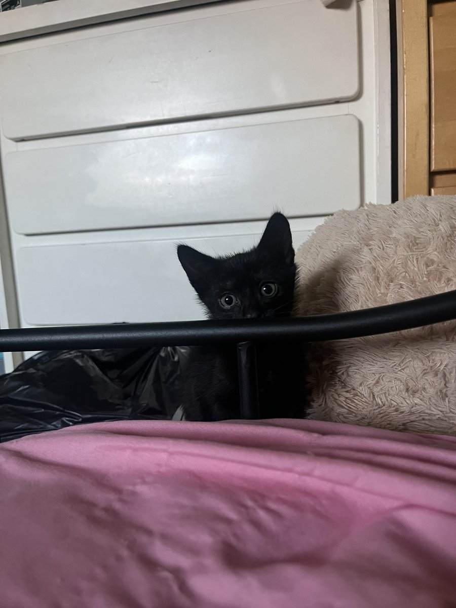 _liaxv's tweet photo. :3😄🐈‍⬛��� https://t.co/RB3z3xbboJ
