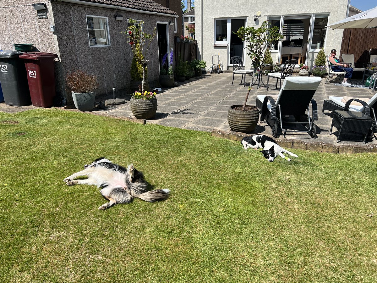 hopper68's tweet image. My two collies sunbathing #birdercollie