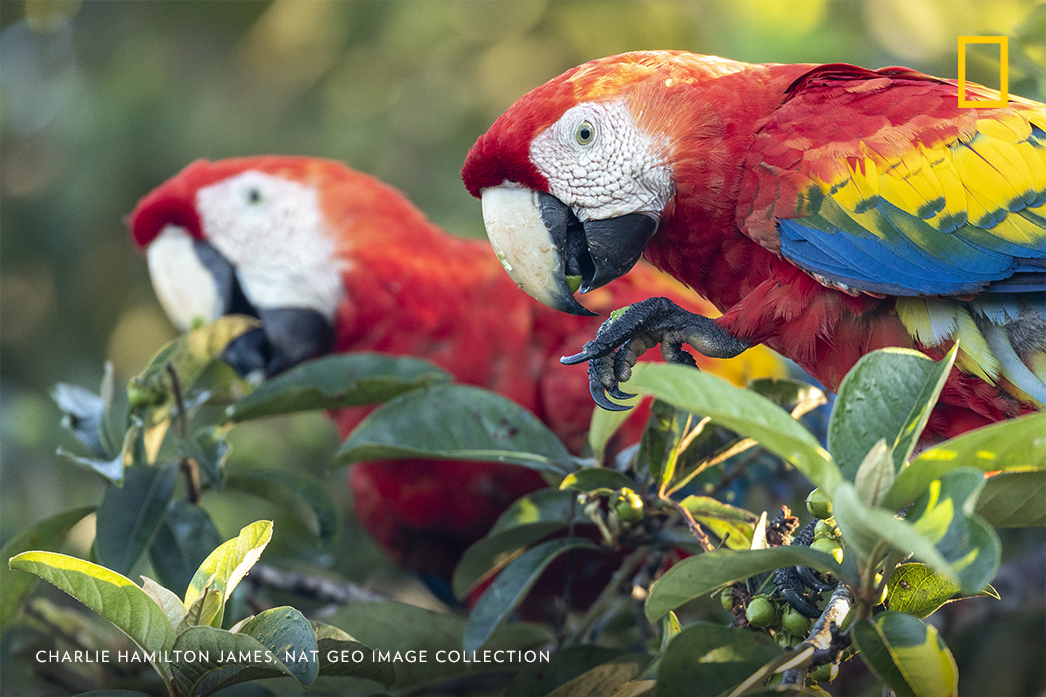 #PhotoduJour | Des aras écarlates se nourrissent d'amandiers sauvages, sur la péninsule d'Osa, au Costa Rica.