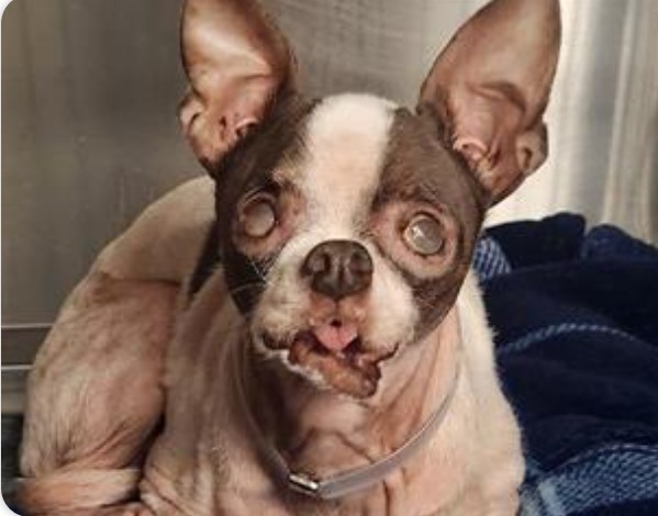 Chihuahuasws's tweet photo. 💔 Oh my gawd y'all 😭 
This poor 6 lb #Chihuahua came in to Downey #California ACC 5-31 &amp; is on stray wait 😲 Obviously blind, she's listed as FOURTEEN yo 😞 A rescue is inquiring about her. We'd like a #FOSTER &amp; pledges ASAP 🙏 
No name, just #A5557267 https://t.co/upc2HCbnYz