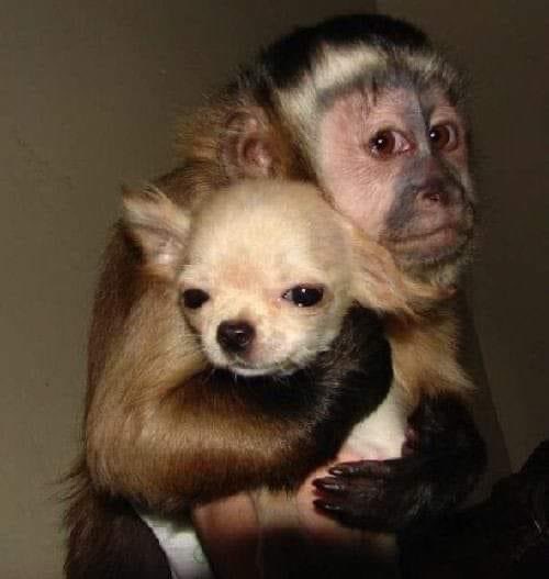 Yo con mi perrito en el espejo diciéndole: “Este eres tú".