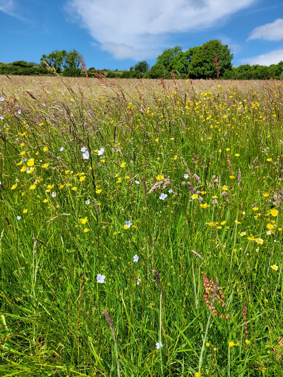 Emma5Hills's tweet photo. Weekly Wonder Walk 38 See if you can find yourself a wildflower meadow or many of the #NoMowMay verges or parks that sparkle with beautiful buttercups this week @CTS_Watford @BFS_Watford @LHS_Watford @HMWTBadger @RHSSchools @The_RHS @BBCSpringwatch @TitchmarshShow https://t.co/rVt2ZwnwiE