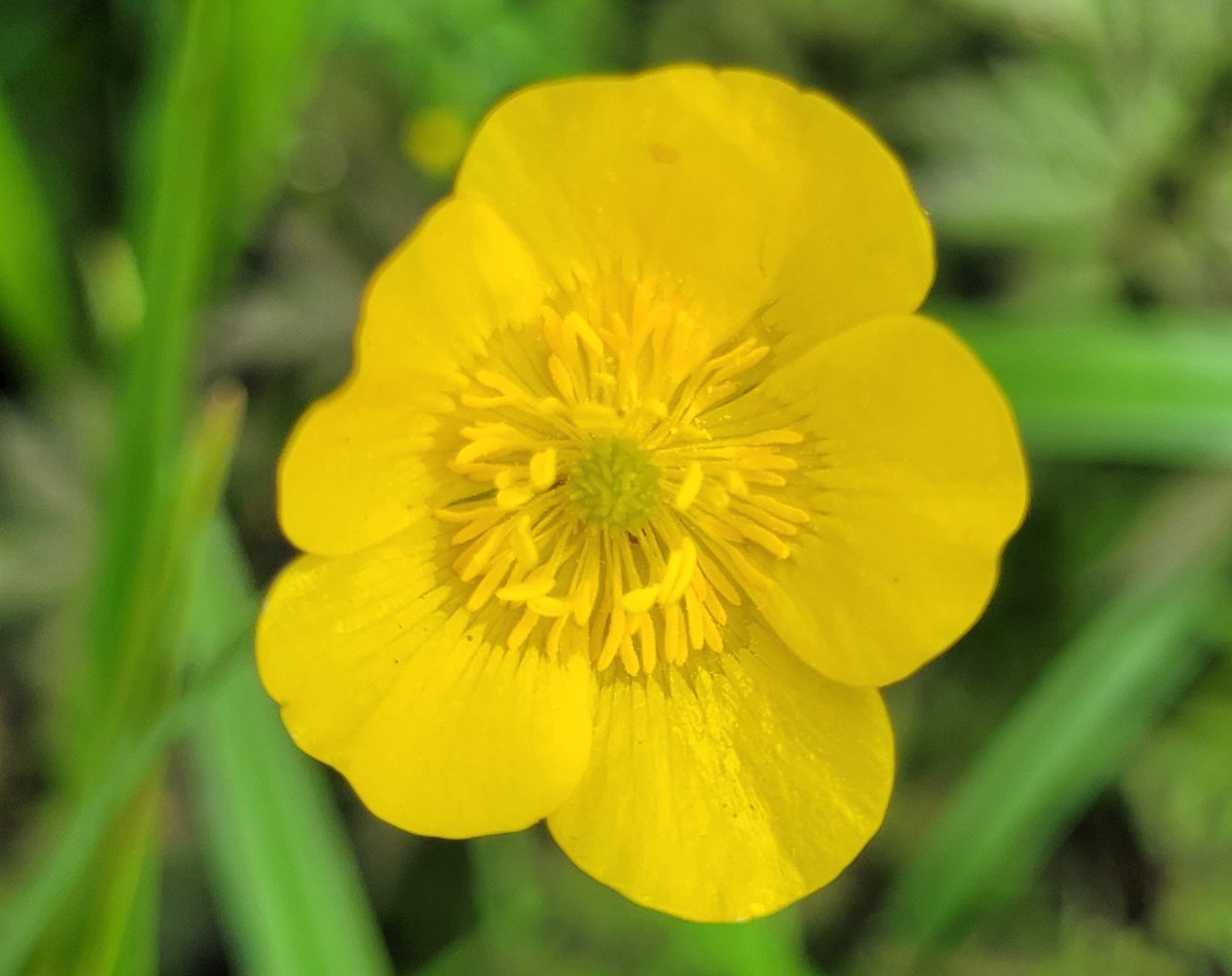 Emma5Hills's tweet photo. Weekly Wonder Walk 38 See if you can find yourself a wildflower meadow or many of the #NoMowMay verges or parks that sparkle with beautiful buttercups this week @CTS_Watford @BFS_Watford @LHS_Watford @HMWTBadger @RHSSchools @The_RHS @BBCSpringwatch @TitchmarshShow https://t.co/rVt2ZwnwiE
