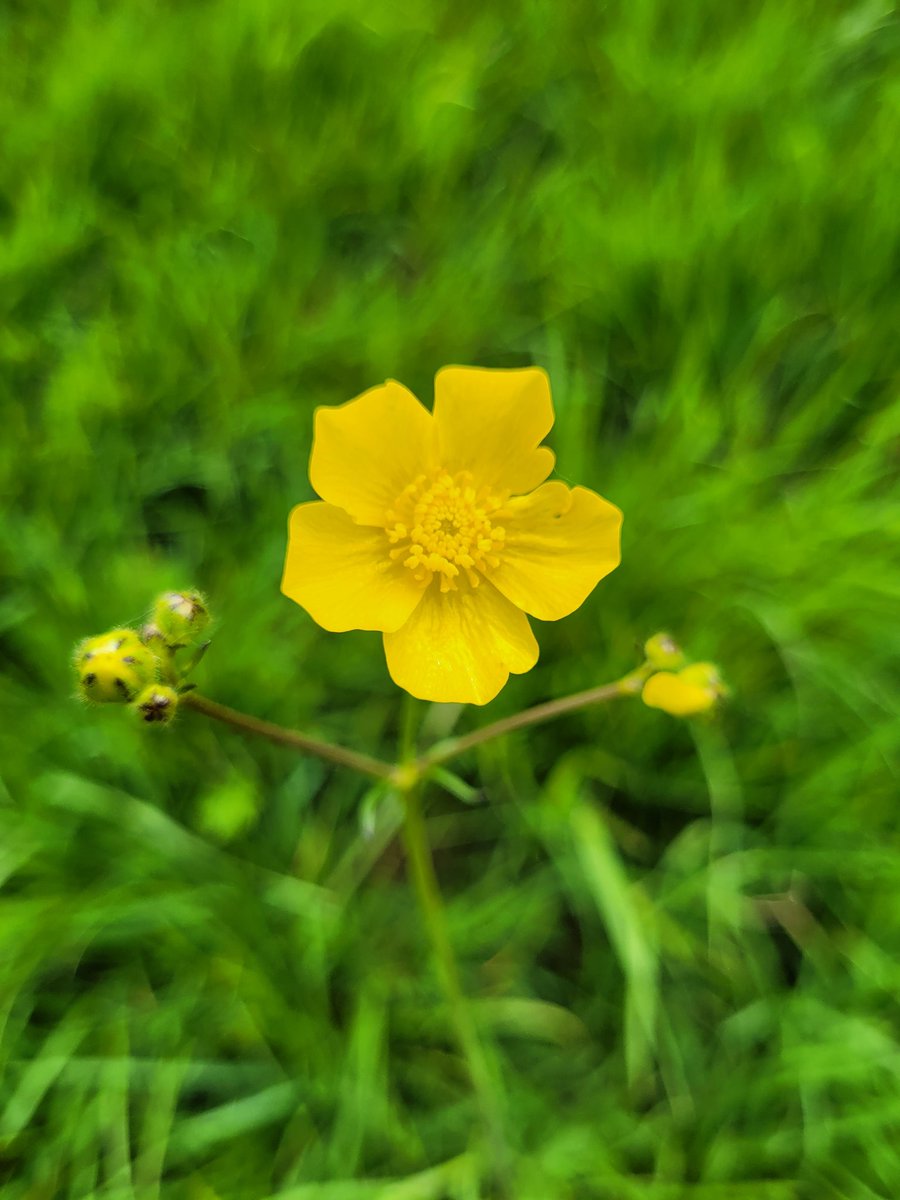 Emma5Hills's tweet photo. Weekly Wonder Walk 38 See if you can find yourself a wildflower meadow or many of the #NoMowMay verges or parks that sparkle with beautiful buttercups this week @CTS_Watford @BFS_Watford @LHS_Watford @HMWTBadger @RHSSchools @The_RHS @BBCSpringwatch @TitchmarshShow https://t.co/rVt2ZwnwiE