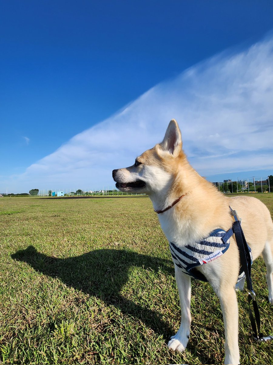 kobachibi007's tweet photo. 今朝、雲の形が大きな山みたいで面白かった🤭
#あさんぽ 🐾 https://t.co/m8jPGPi3oa