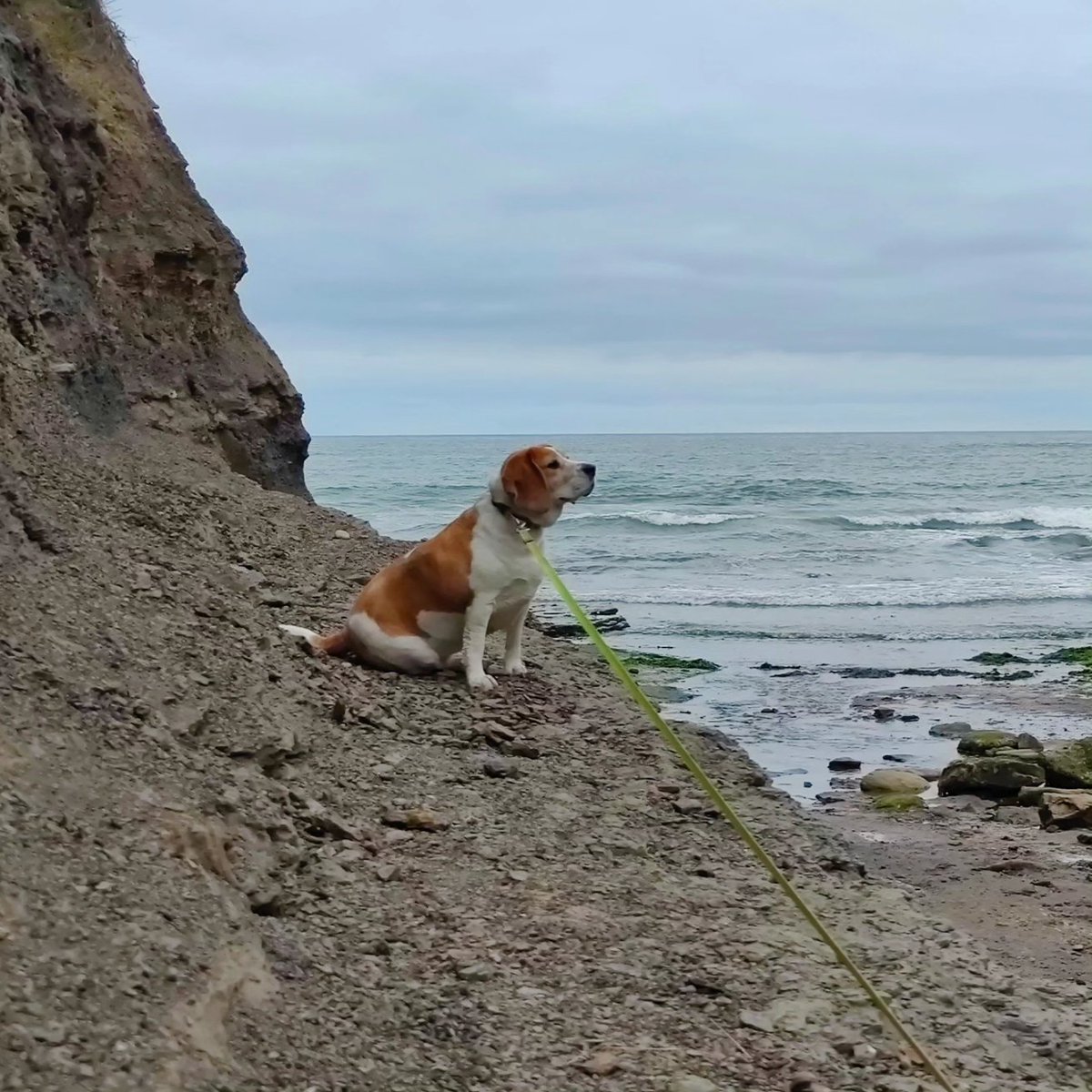 Lilly at Boggle Hole, catching some sea air🥰
#beagle #Robinhoodsbay  #bogglehole  #NorthYorkshire
