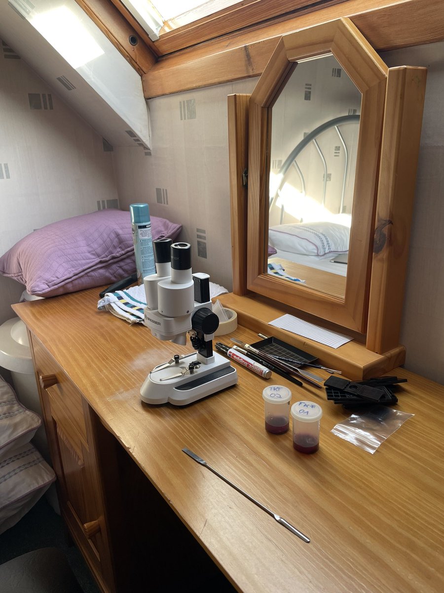 Dr. Juliane Scheder (@drjulescheder) on Twitter photo After beautiful salt marshes comes bathroom science in the #Shetlands for <a href="/norseatshetland/">NORSEAT PROJECT</a> looking for #microfauna
More to come 🤩 After beautiful salt marshes comes bathroom science in the #Shetlands for <a href="/norseatshetland/">NORSEAT PROJECT</a> looking for #microfauna
More to come 🤩