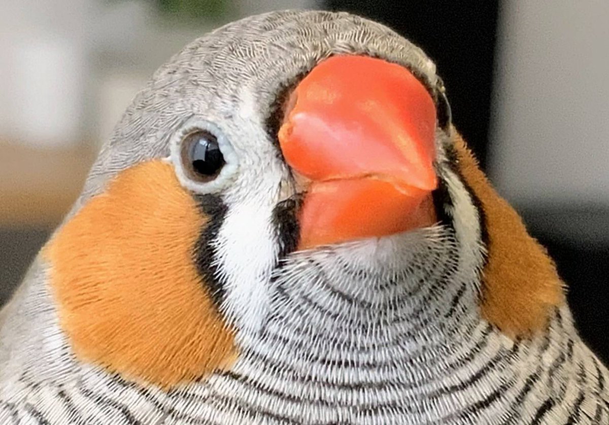 アップも可愛いうどん
#キンカチョウ