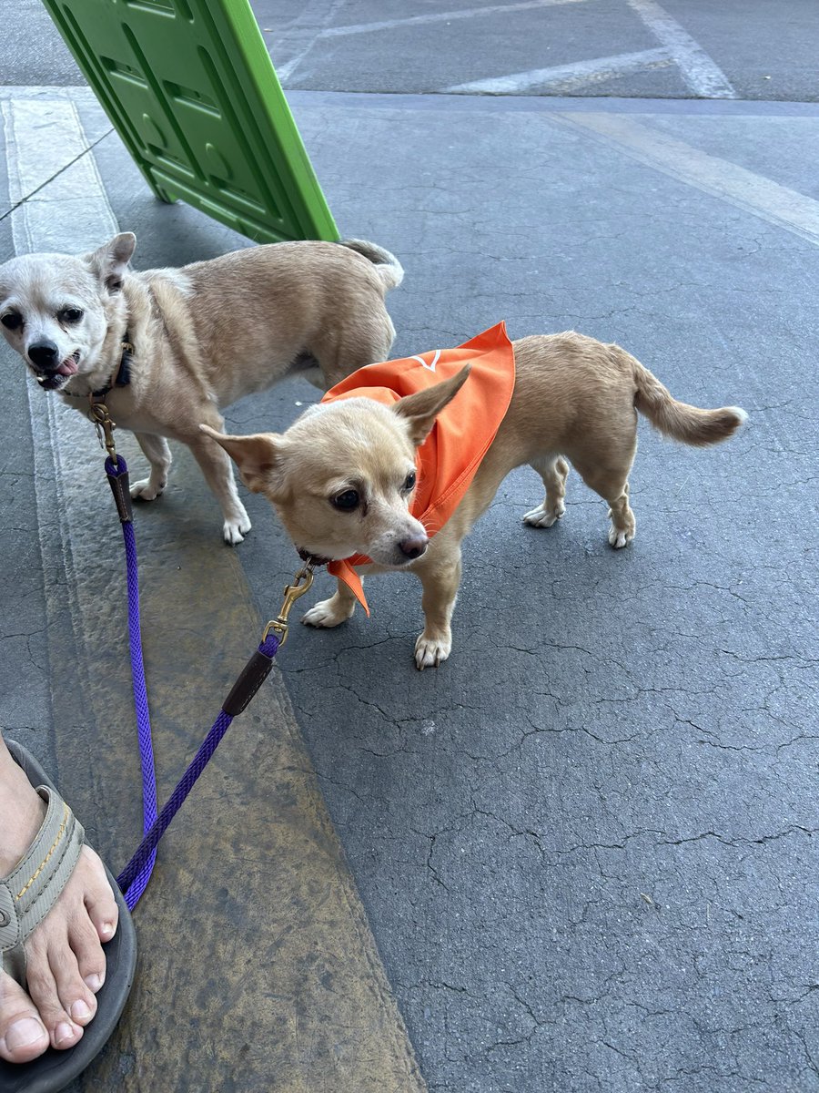 Home Depot Doggies! 🐶🐾