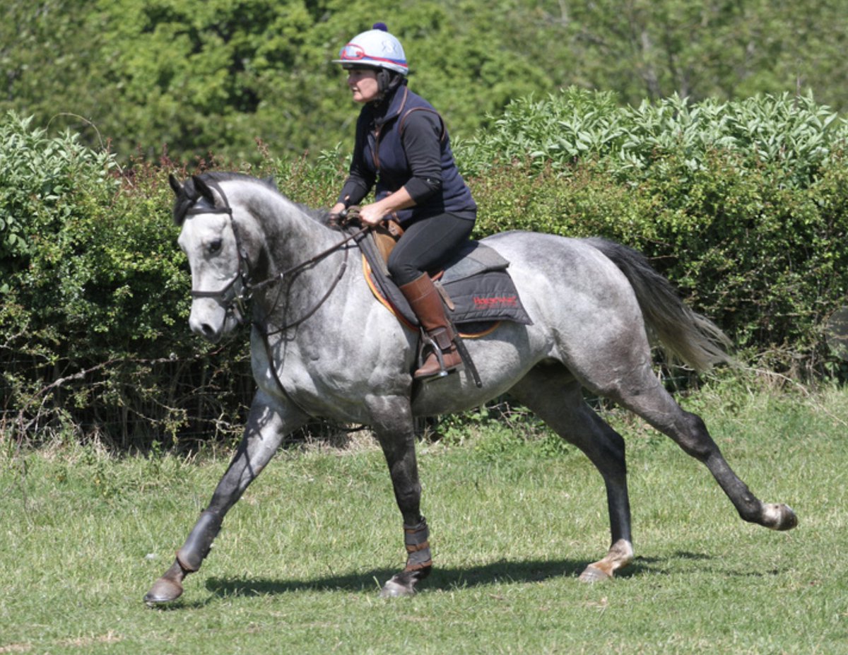 This stunning 16.1hh grey Thoroughbred gelding is for sale trib.al/ReCok7f Place your advert today and find your horse a great new home trib.al/jefSpxu