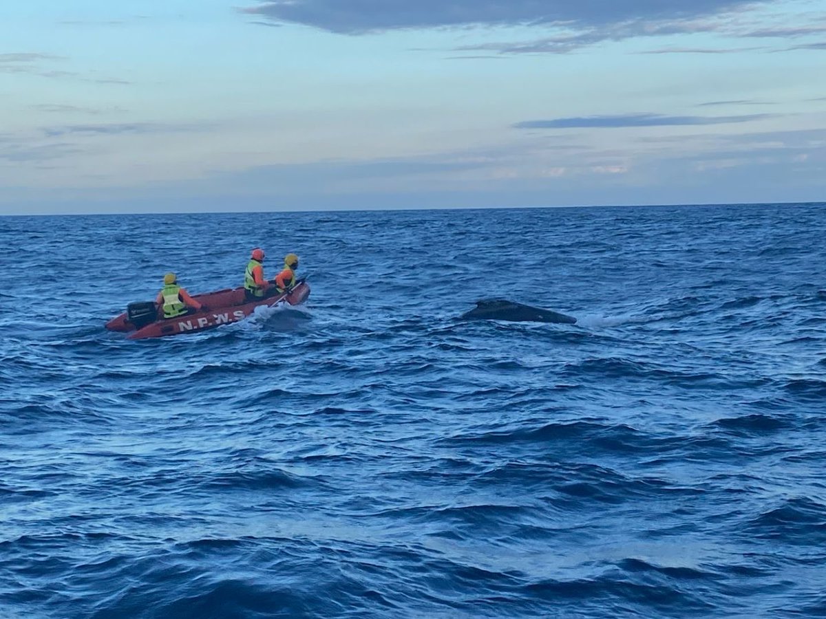Some good news. A young humpback whale got entangled yesterday off Port Kembla. Thanks to the NPWS team they successfully freed the whale assisted by a local fisherman, ORRCA and Marine Rescue.
A fantastic result and relief for all in the fading light as the whale swam free.