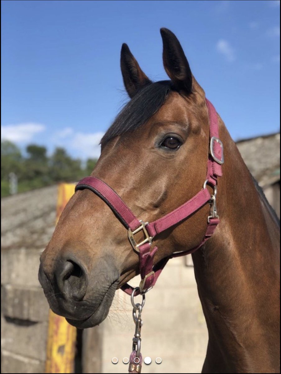 This gorgeous 16.3hh bay Irish Sports Horse mare is for sale trib.al/dKlygIU Place your advert today and find your horse a great new home trib.al/rYjGLRe