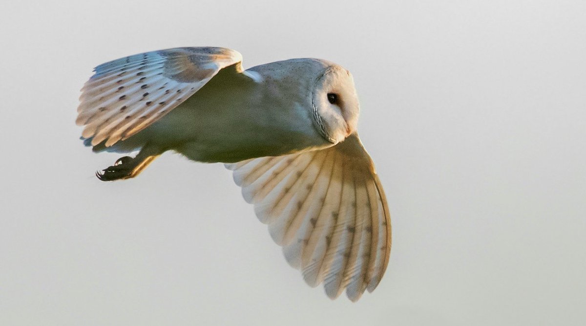 rusky330's tweet photo. Village idiot back in the grass....but there's a reason.... #owls #NaturePhotography #wildlife @Kent_Online https://t.co/LTRQYaDgsG