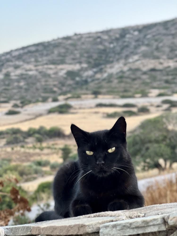 Meet Athena, a beautiful and semi-wild female who lives in the hilltop cat colony on Iraklia, and is one of the Aegean cats our kind volunteer cares for.
You can help the #cats by donating now to fund vital medicines, neutering and food. Purr!
#CatsLover 
gofundme.com/f/cats-of-irak…