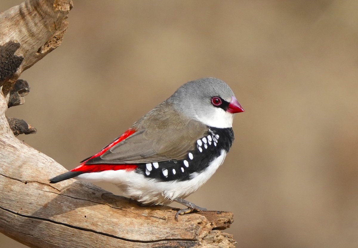 Gorgeous #DiamondFiretail #Finch on an unseasonably warm yesterday at #MonatoWoodlands

#wildoz #Ozbirds #birdwatching #BirdPhotography #AustralianBirds #wildlifephotography #BirdsOfTwitter #AustralianWildlife #ornithology