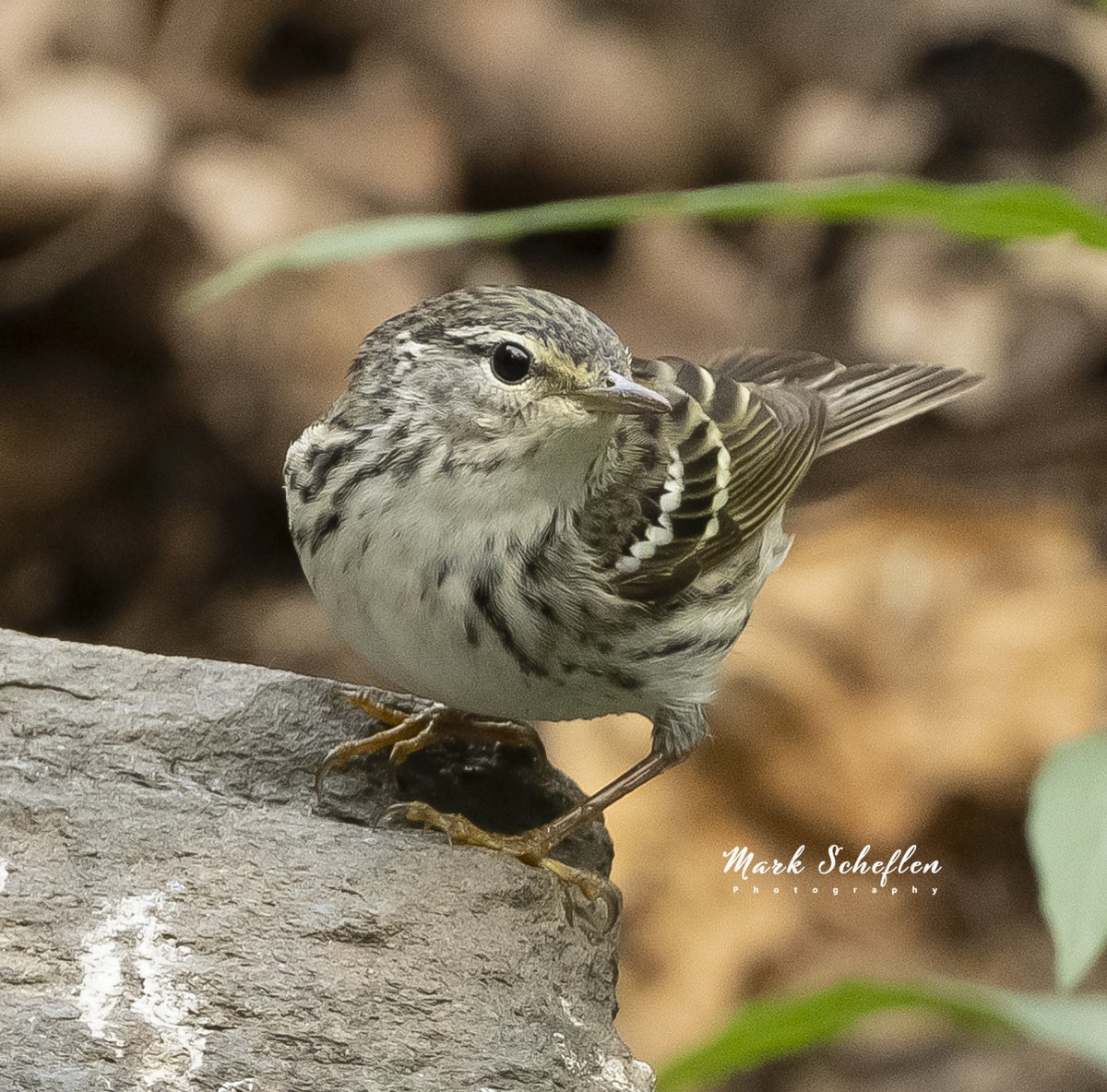 Blackpoll Warbler, Central Park, NYC #birdsphotograhy #birdwatching #naturelovers #TwitterNatureCommunity #birdcpp #birdsofinstagram #warblers #warblersofinstagram #centralparknyc #centralpark #blackpole #NikonZ9 #nikonnaturephotography #NaturePhotography