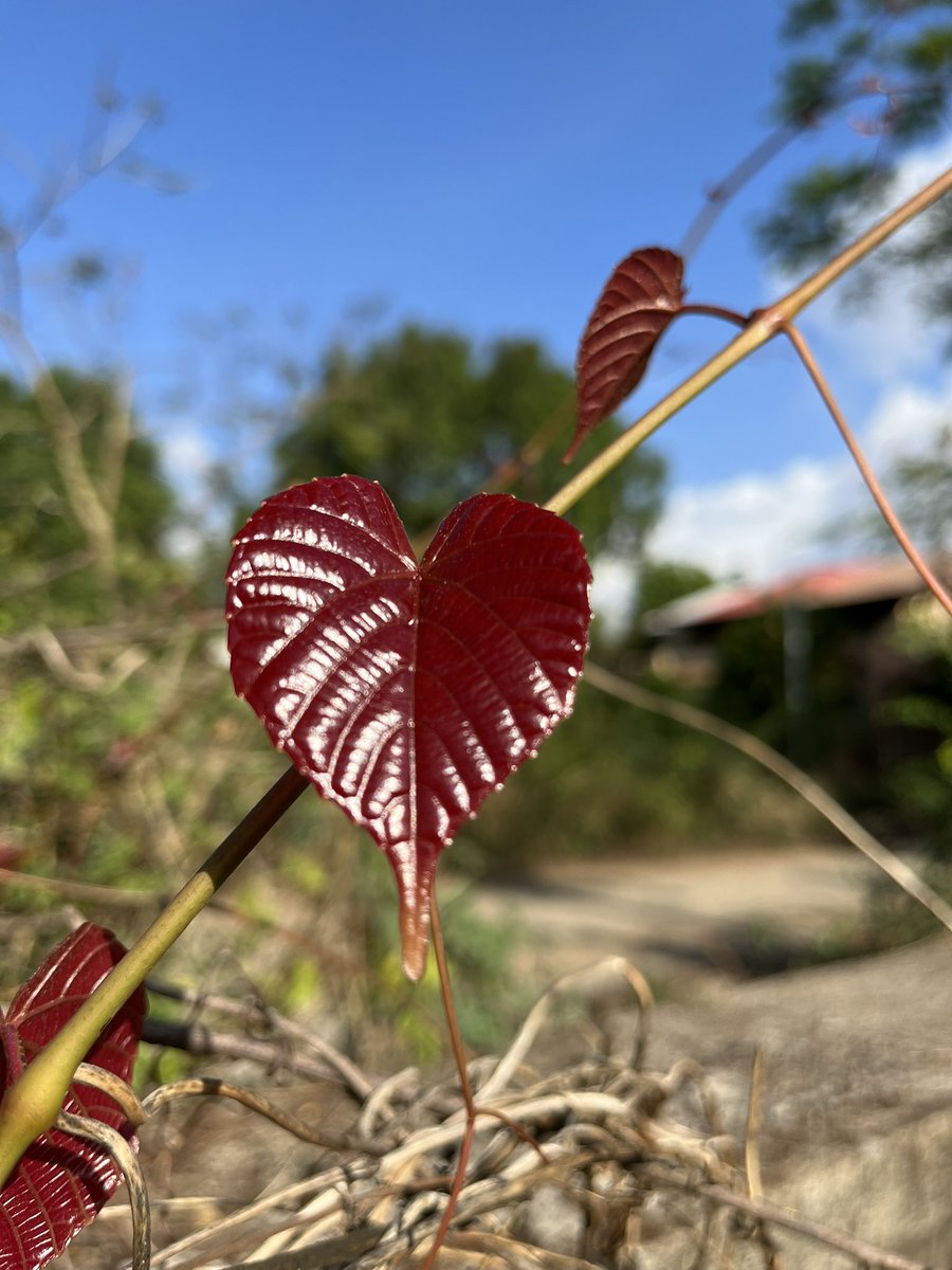 dabi10yomri's tweet photo. A perfect product of nature 🍂🍂🍂 🤩
#nature #NatureBeauty #naturelover #NaturePhotograhpy #redleaves #wild #wildleaf #blueskies #beautifulnature #naturalbeauty #perfectpiece #lonavala #staycation #weekendfun #weekendplans #weekendsunshine #sunshine #Maharashtra #Indian #india https://t.co/QAjnepabbN