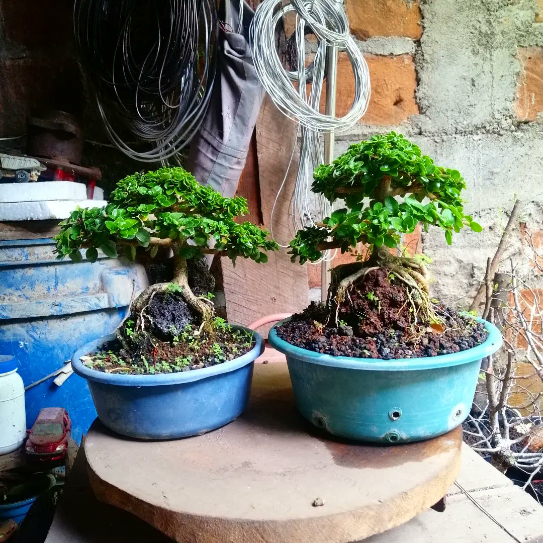 _3shiro's tweet photo. tomax y xamot π±ππ³
#bonsaimini #bonsaitips #bonsaitree #bonsaiart #bonsaihelp #bonsai #bonsaiwork #raices #sobre #roca https://t.co/REF8zpxFpV