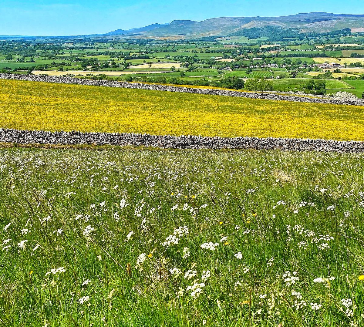 oldcrofthouse's tweet photo. From early purple orchids, hawthorn trees full to bursting with blossom and fields of golden buttercups, walking around Kirkby Stephen in all its spring glory is a sight to behold this year
@VisitEden #springwalking #earlypurpleorchid #hawthornblossom #buttercups #NaturalBeauty https://t.co/ISN8aFkyh6