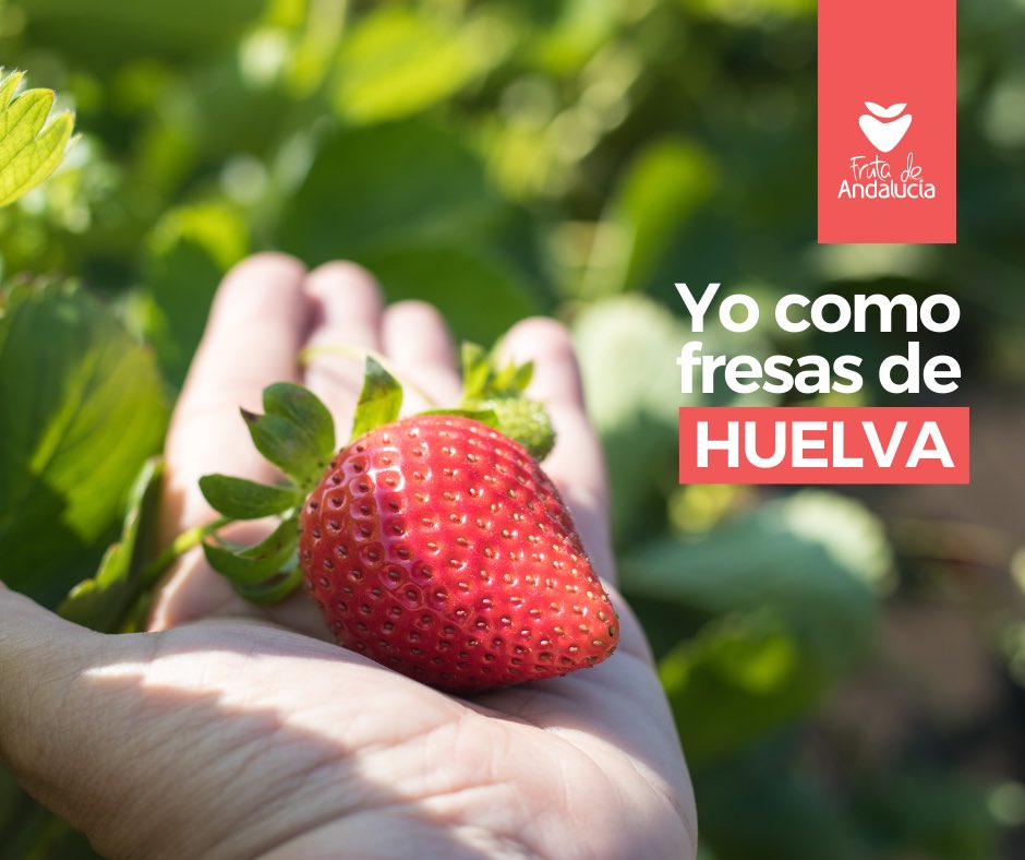 tierrasdelCond1's tweet photo. Son únicas. 
Por eso #YoComoFresasDeHuelva. https://t.co/pbuLTN4vPs