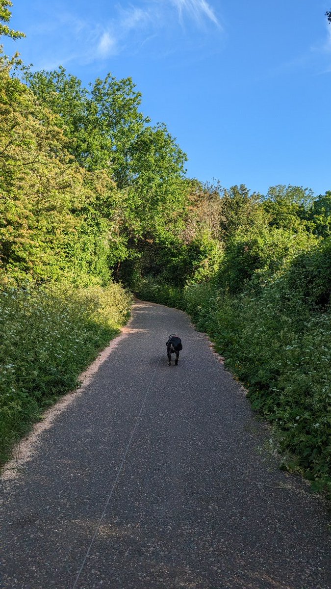Spring Dog Walks Are So Much Better
🐶🐾☀️😎

#spring #sunshine #dogwalk #cuckootrail #gorgeous #nofilter #googlepixelphotography #googlepixel6 #TeamPixel