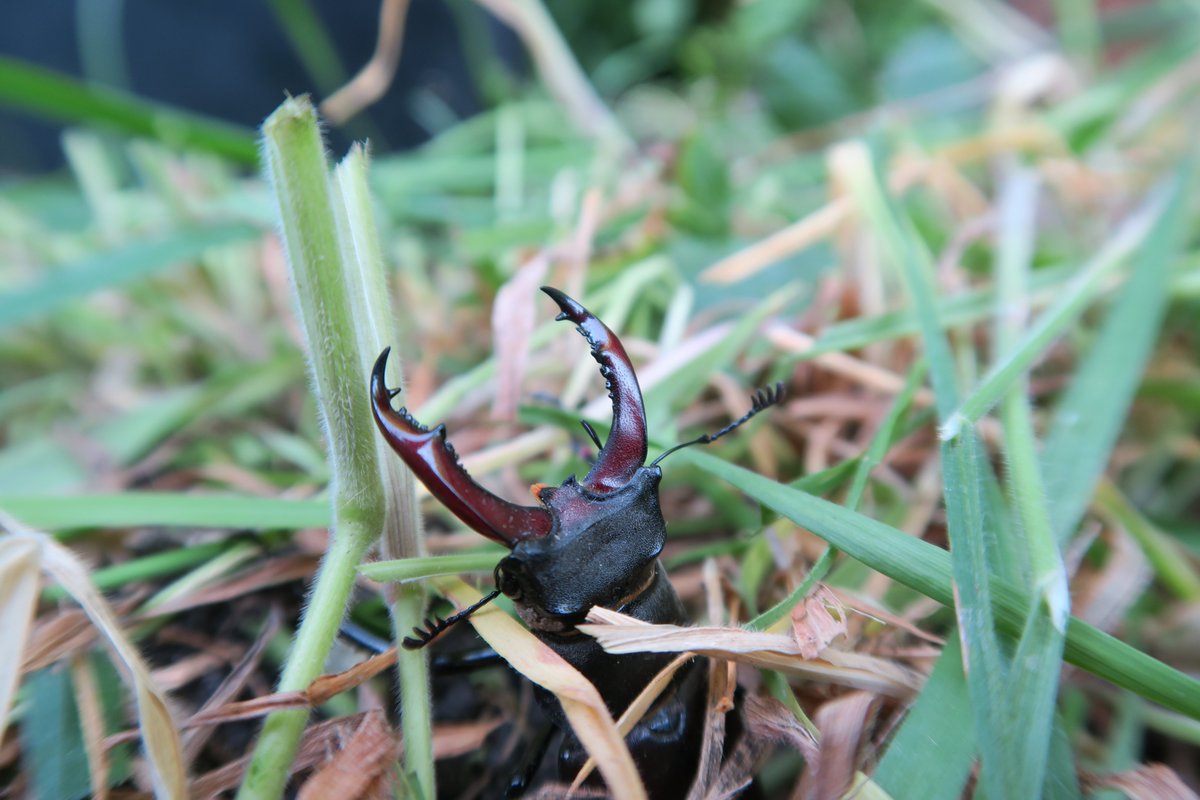 My first stag of the year, in defensive pose after I nearly lopped his head off with garden shears! Fingers added for scale. Totally harmless, the impressive ‘antlers’ can’t nip, they’re specifically for wresting other males. Urban wildlife, London #SE4 #StagBeetle
