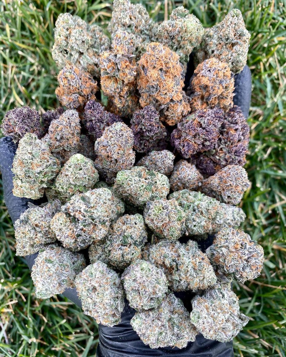 The species has approximately 800 strains, with new ones being created constantly

📷 ghostbudstersfarm 

#cannabiscommunity #cannabisculture #cannabisindustry