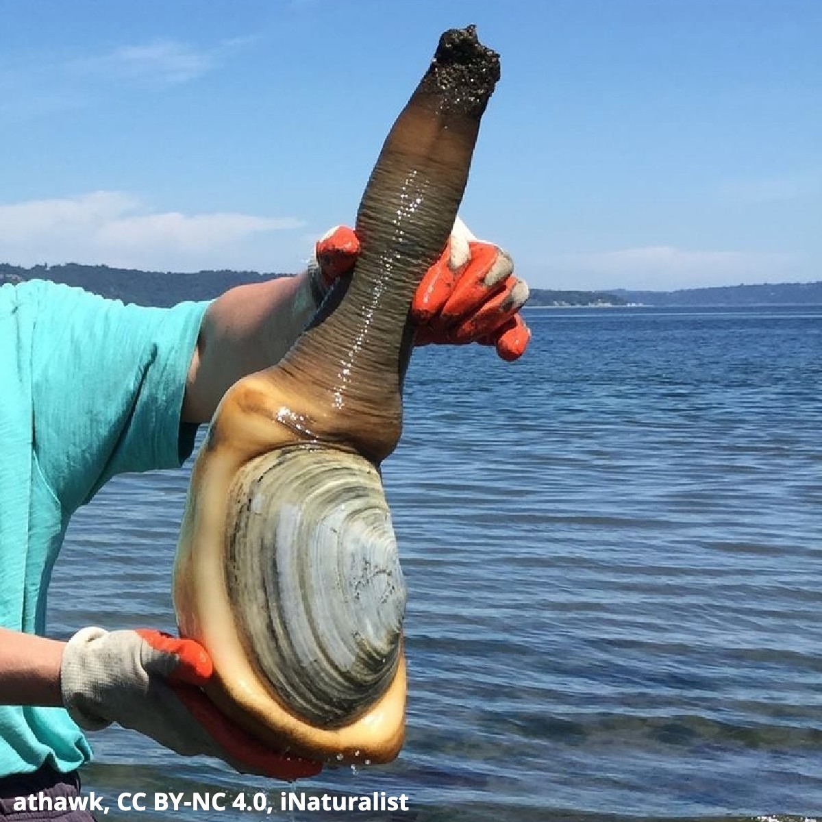 American Museum Of Natural History On Twitter Have You Ever Seen The Pacific Geoduck Also