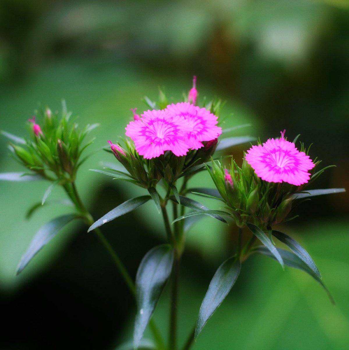 #MacroPinkFlowers #DarkBackground #FlowerMacro #PinkBlossoms #MacroPhotography #PinkFloralBeauty #BotanicalDelight #DarkFlowerPower #PinkPetals #NatureMacro #UpCloseandPersonal #MysteriousBlooms #IncredibleDetails #PinkBotanicals #DarkFlowerMagic #PinkFlowerLove #MacroMood