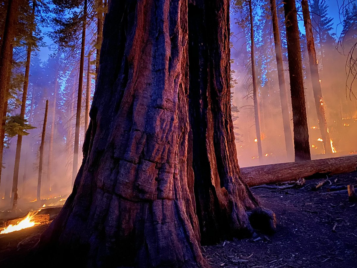 Gentle fire in the giant sequoias. Thank you YNP Fire and Arrowhead hot shots. #goodfire