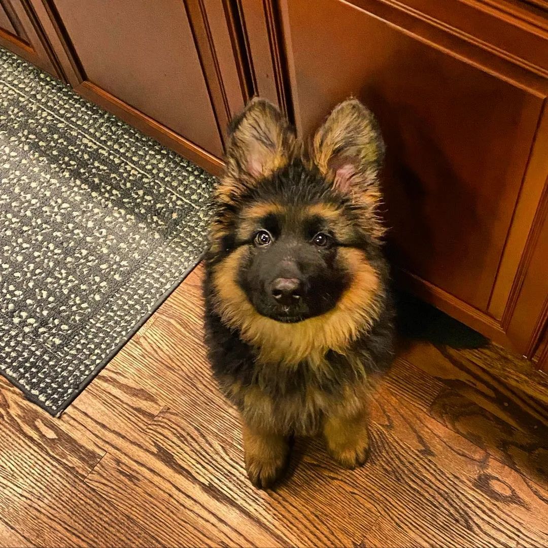Treat time ❤️🐕‍🦺
#gsd #gsdpage #gsdlovers