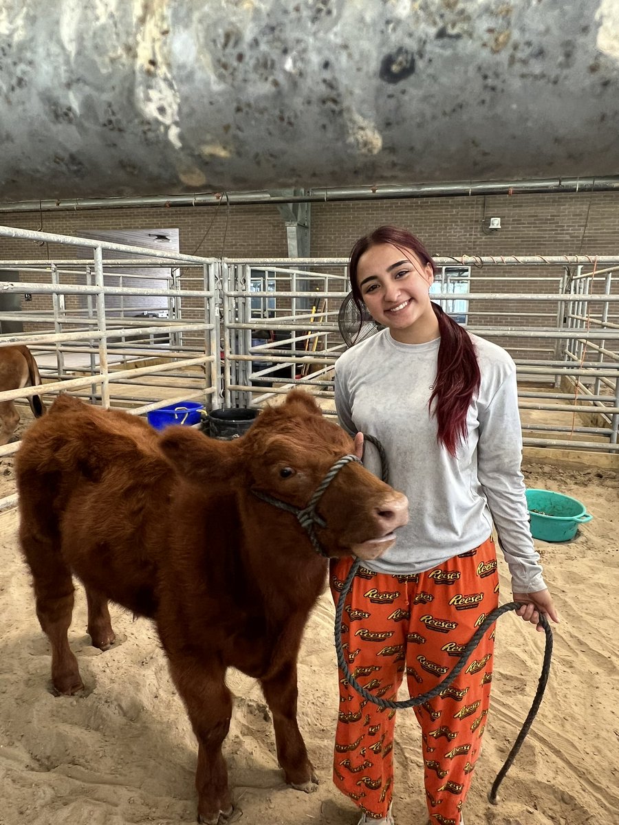 FFA_Memorial's tweet photo. 2023-24 Cattle show team is quickly coming together! @FFA_Memorial officially has 5 cattle bonding &amp; training with their student!!! @Pride_Mustangs @McAllenISDCTE @McAllenISD https://t.co/l9ivSIG0XR