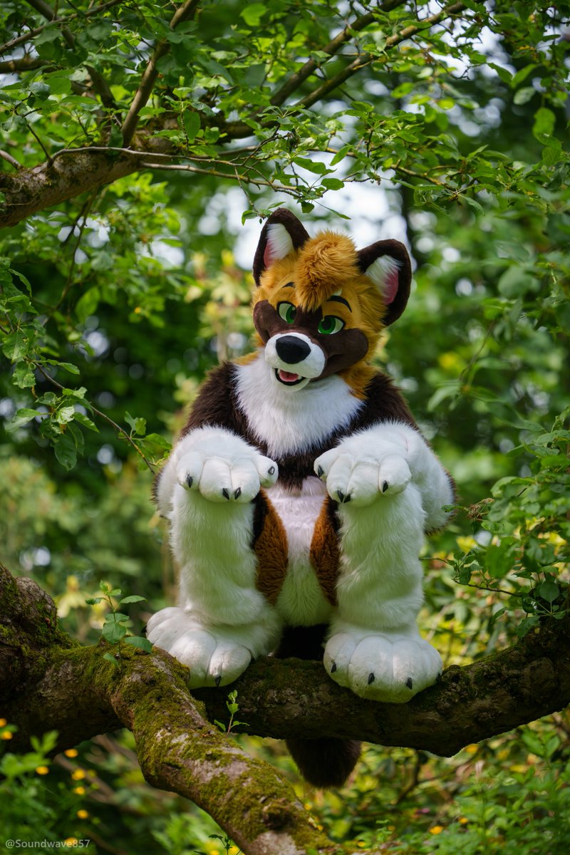 borkehlicious's tweet photo. Magic doggo in the tree, what will my fate be? ✨✨✨

📸 @Soundwave857
✂️ @CritterWorkshop https://t.co/fyRJKKDsfg
