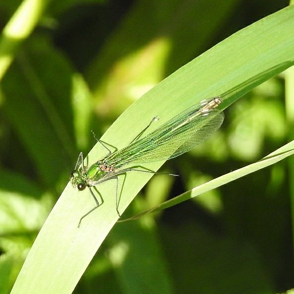 dawn_erskine (aka pistolsdawn) on Twitter "Couldn't resist going for