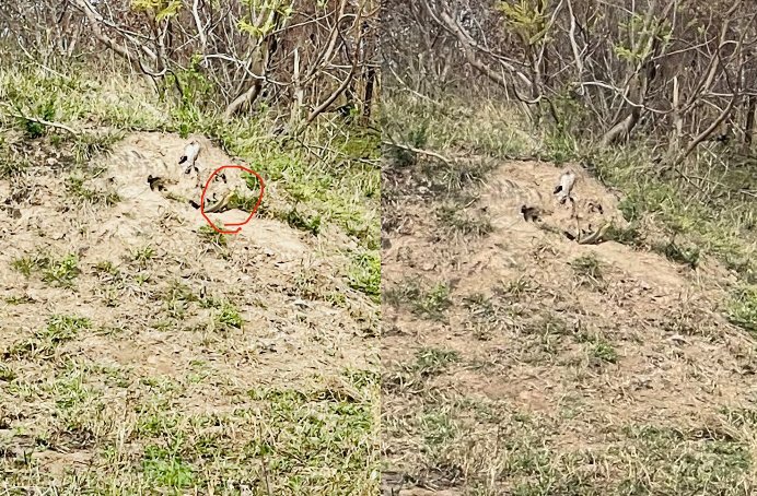 BornKendall's tweet photo. @EdwardthembaSa No no no you changed the colour/contrast to help it stand out. In the original it's much more blended in with the colour of the sand. I agree I can still see it but still! 😂🤣 https://t.co/WBRDlu7LjL