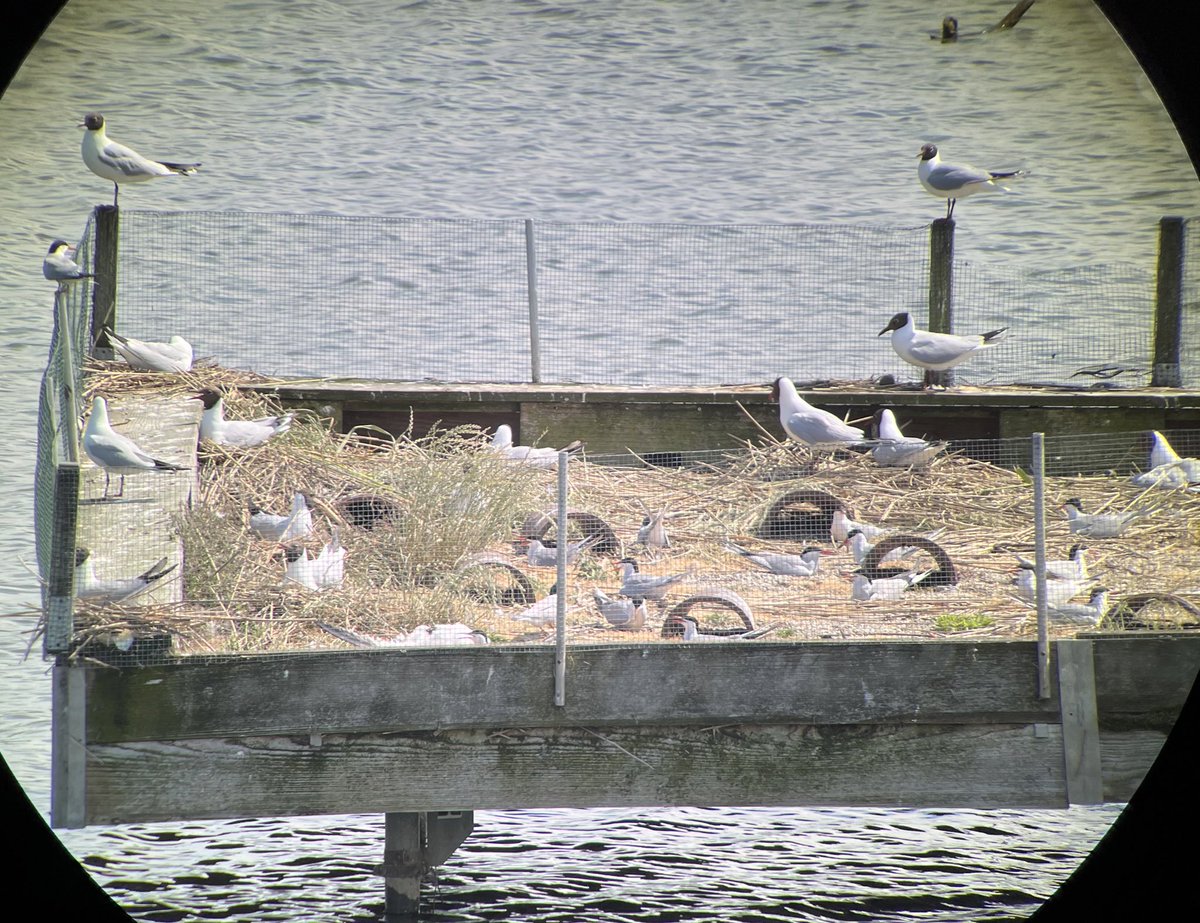Claudia Melanie Bachofen (@cmbachofen) on Twitter photo This breeding colony of blackheaded gulls and terns is hopefully free of avian influenza. Environmental samples collected last week are beeing analysed now in our diagnostic lab <a href="/ivi_switzerland/">IVI_Switzerland</a> This breeding colony of blackheaded gulls and terns is hopefully free of avian influenza. Environmental samples collected last week are beeing analysed now in our diagnostic lab <a href="/ivi_switzerland/">IVI_Switzerland</a>